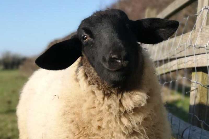 Image00003 E1588677414528