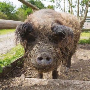 Colin Colin Pig 1024x683