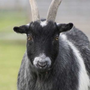 Sponsor An Animal Tiny 1024x682