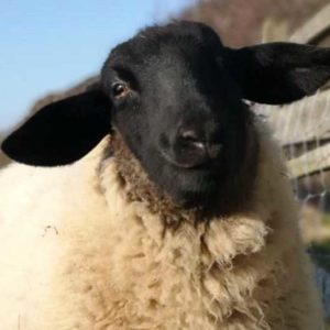 Image00003 E1588677414528