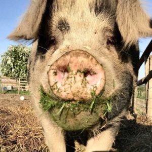 Happy pig with grass on snout