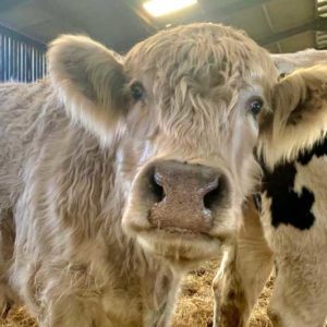 Sponsor An Animal Louis