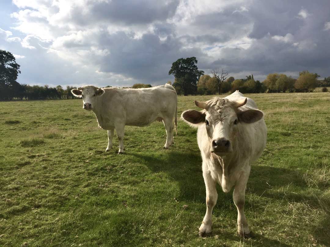 Jacqueline And Josephine 2